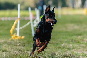 Dobermann running in the field on lure coursing competition