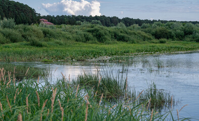 A river bank, overgrown with lush vegetation and roofs of the houses sticking out of the birch trees against stormy clouds. Rural evening scene by the water.