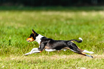 Basenji dog lure coursing competition on green field