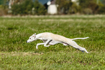 Whippet sprinter dog running and chasing on the field