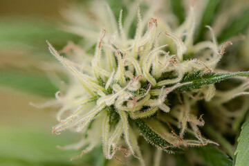Plant structures - trichomes on the Cannabis plant