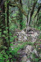 The remains of a stone wall of an ancient castle among trees, covered with lush moss. The Yew and Boxwood Grove National Preserve Park in Russia, Sochi, Khosta.