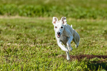 Whippet sprinter dog running and chasing on the field