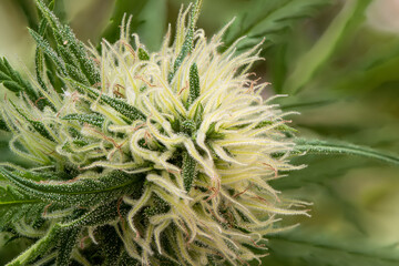 Naklejka na ściany i meble Plant structures - trichomes on the Cannabis plant