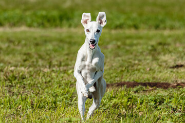 Whippet sprinter dog running and chasing on the field