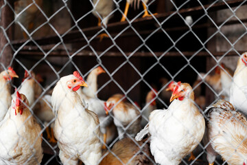 Poultry in a large cage outdoors, raising chickens and cockerels on a home farm.