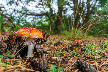 Pilz