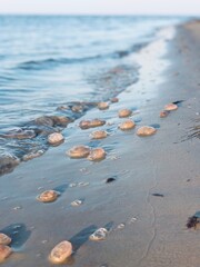 jellyfish on the beach on an autumn day