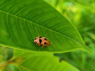 ladybug on leaf