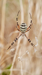 Macro photo female spider Argiope bruennichi or aspen spider in spider web against background dry beige grass.Beautiful natural insect banner close up.Yellow-black striped poisonous dangerous spider.