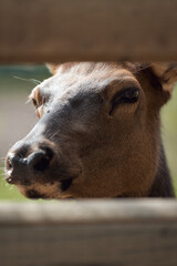 Fototapeta premium Animal 2