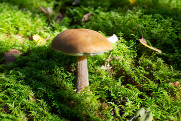 Large boletus on a mossy forest hillock, illuminated by the sun