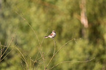 Red-back shrike (Lanius collurio) Zorro bird sitting on a green bush, hunting rodents and insects