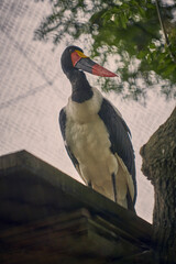 Oiseau