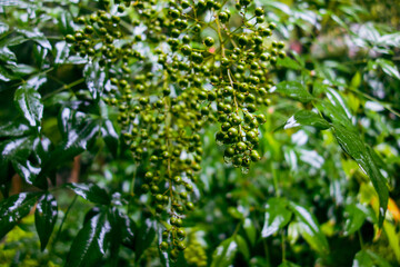 green grass with dew drops