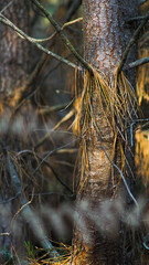 Forêt des Landes de Gascogne, photographiée pendant le printemps 2021.  Les jeux de lumières sont fascinants en certains endroits