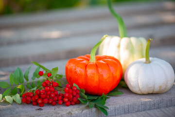 rowan brush on wooden background and pumpkin
