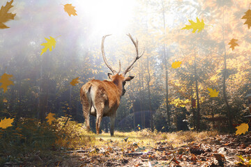 Stolzer Hirsch im herbstlichen Wald bei Lichteinfall