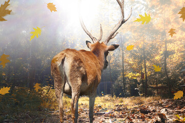 Stolzer Hirsch im herbstlichen Wald bei Lichteinfall
