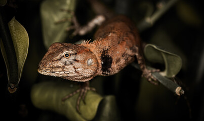 a branch on a branch at night.