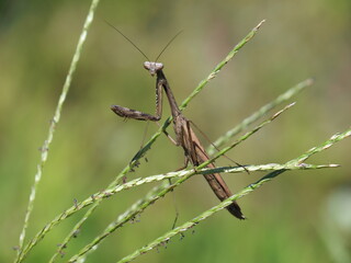 カマキリ