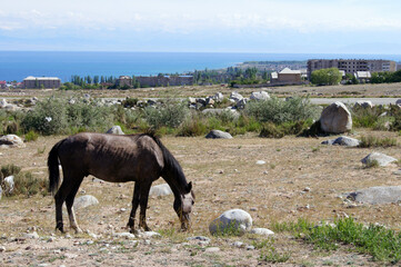 SONY DSC