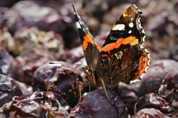 Closeup of a Vanessa atalanta butterfly feeding on rotten fruit