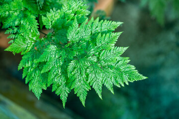 fern leaf in nature