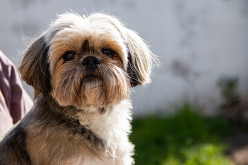 Portrait of the shih tzu dog outdoors.