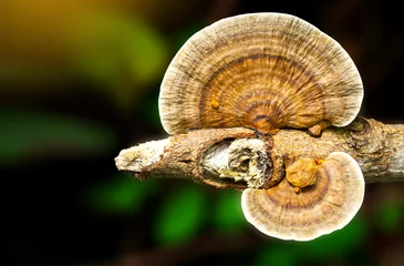 Poster Close up of Ling zhi mushroom.Ganoderma Lucidum, Chinese Herbs on blurred background © noon@photo