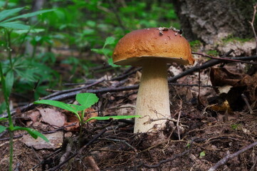 edible mushroom in the forest, tinted