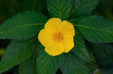 Closeup shot of a yellow Damiana in a garde