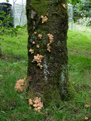 Unidentified Toadstools growing on the trunk of a dead silver birch