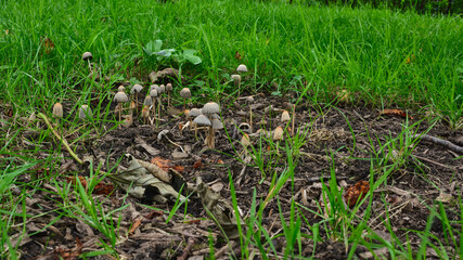 A group of unidentified small Toadstools growing amongst grass and fallen leaves on a woodland floor