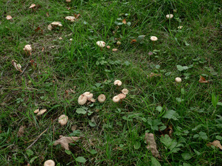A group of unidentified small Toadstools growing amongst grass and fallen leaves on a woodland floor