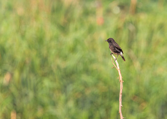 Pied Bush Chat on a branch