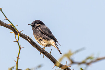 Pied Bush chat balancing on one leg