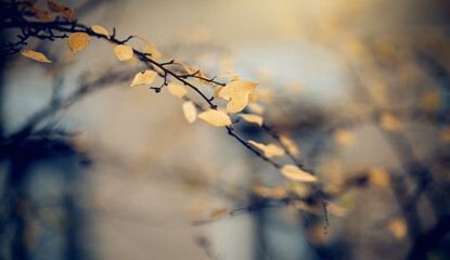 The branches of the cotoneaster in autumn yellow leaves