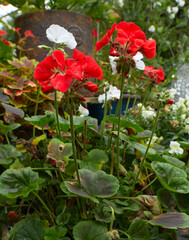 Geranium bloom cupped in leaves in cottage garden