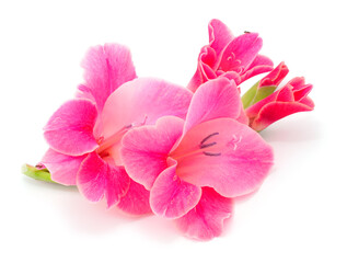 Beautiful pink gladiolus flower. Blank of congratulatory card.