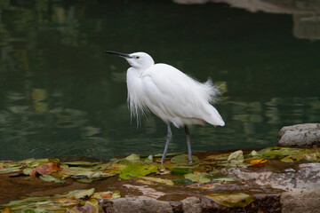 白鷺　シラサギ　コサギ