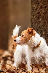 Beautiful jack russell terrier pet dog looking in the forest leaves, autumn concept