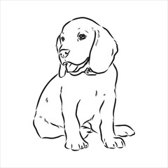 Fototapeta premium Outlined Beagle dog head. Vector illustration beagle dog is a simple vector sketch illustration