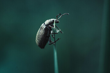 weevil