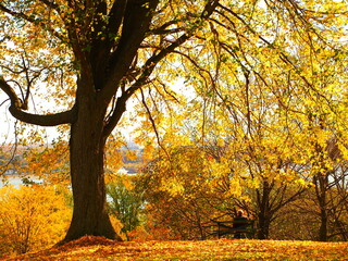 Fototapeta premium カナダの秋の紅葉