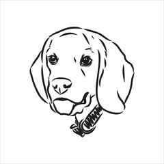 Outlined Beagle dog head. Vector illustration beagle dog is a simple vector sketch illustration