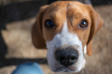 beagle dog portrait