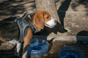 dog on the street