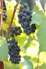 ripe bunch of dark blue grapes in green leaves. autumn view of the vineyard