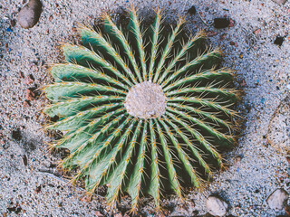 Spiky Splendor: A Bird's Eye View of Long-Reach Cactus Spikes